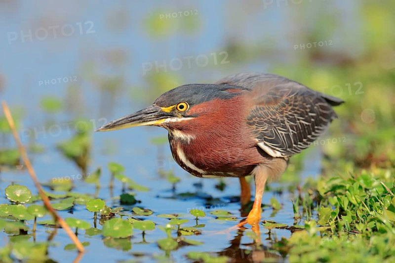 Green Heron (Butorides striatus virescens