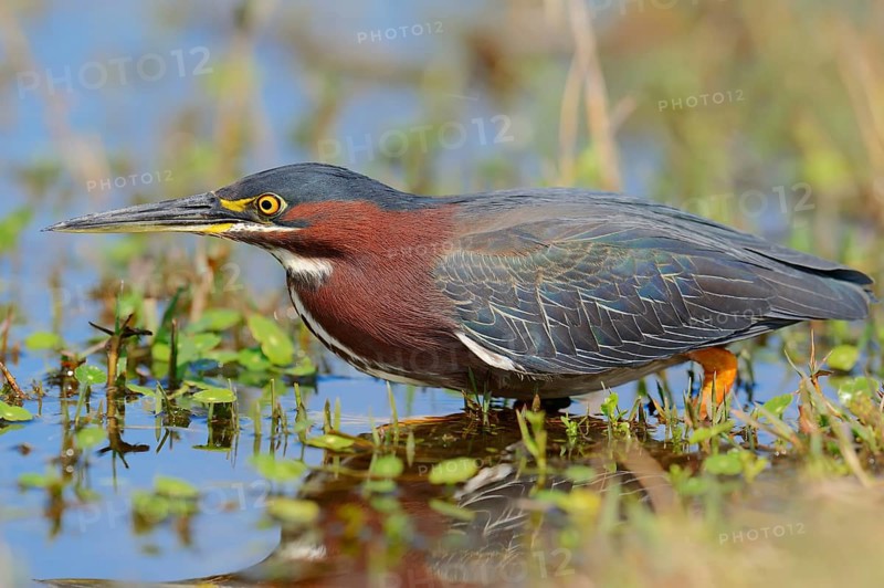Green Heron (Butorides striatus virescens