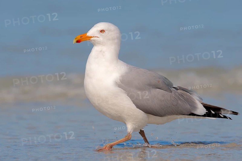American Herring Gull or Smithsonian Gull (Larus smithsonianus)
