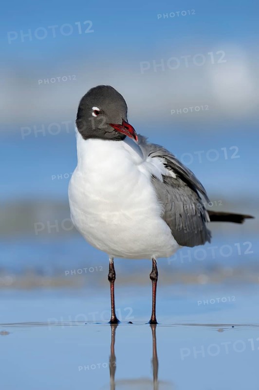 Laughing Gull (Larus atricilla)