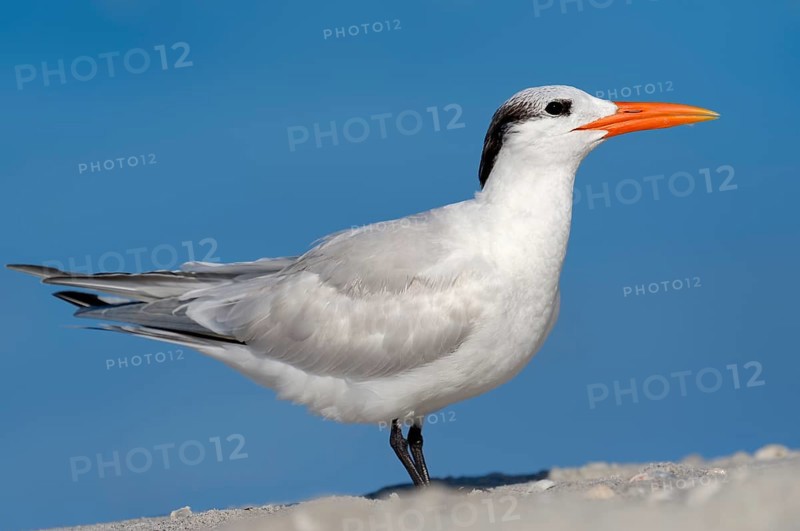 Royal Tern (Sterna maxima