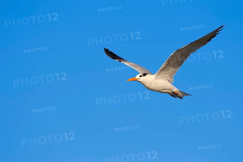 Royal Tern (Sterna maxima