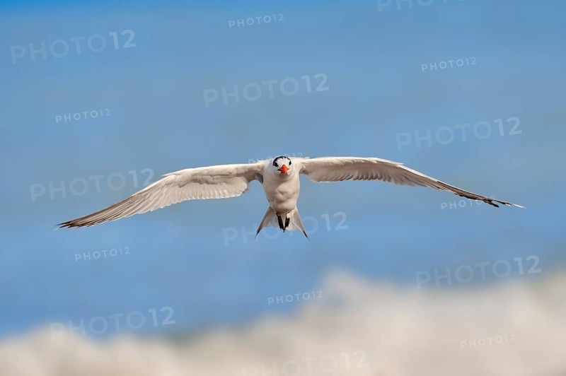 Royal Tern (Sterna maxima
