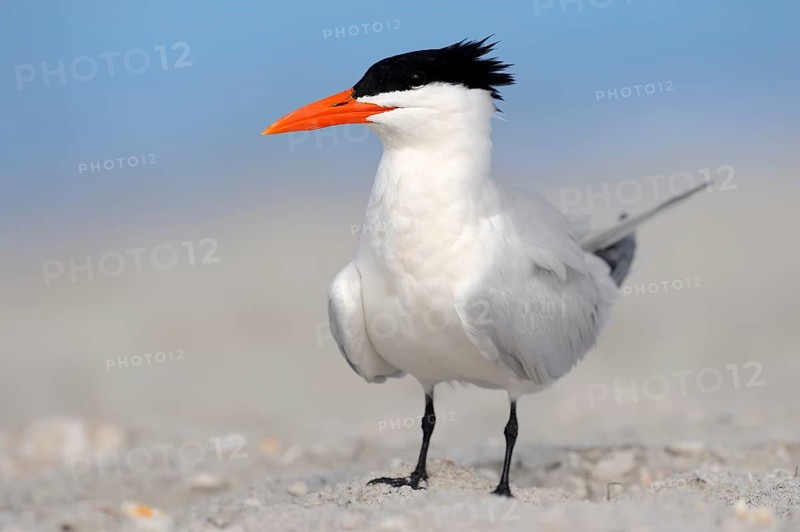 Royal Tern (Sterna maxima