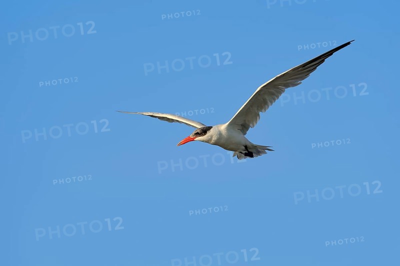 Caspian Tern (Hydroprogne caspia
