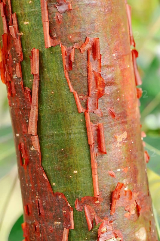 Gumbo-limbo