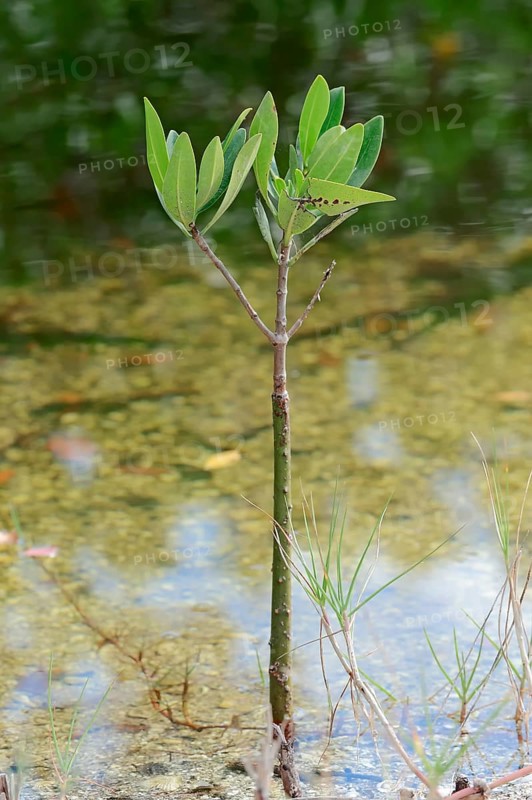 Red Mangrove (Rhizophora mangle)