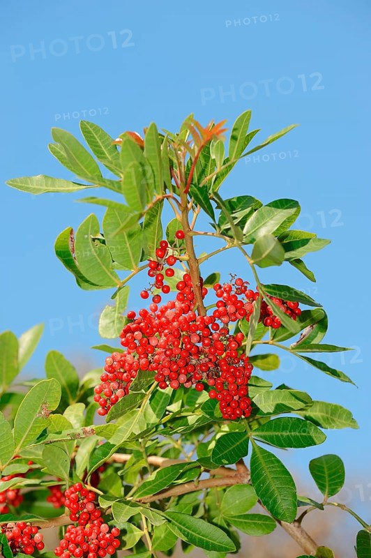 Brazilian Pepper