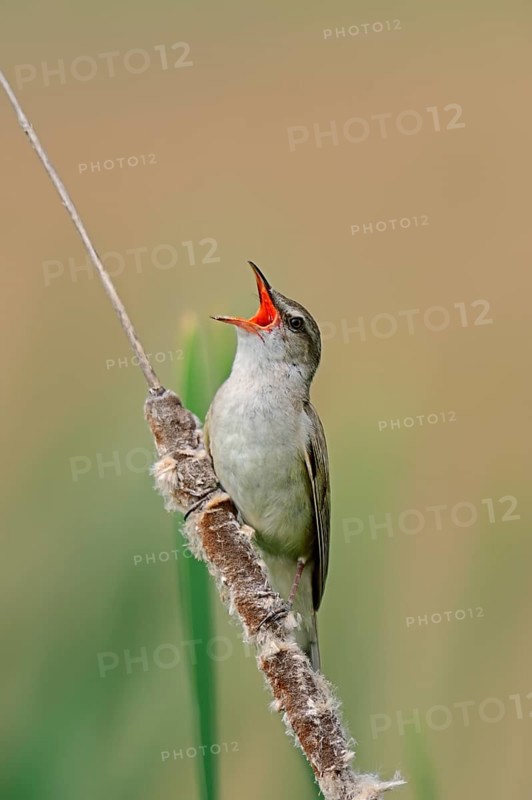 Great Reed Warbler (Acrocephalus arundinaceus)