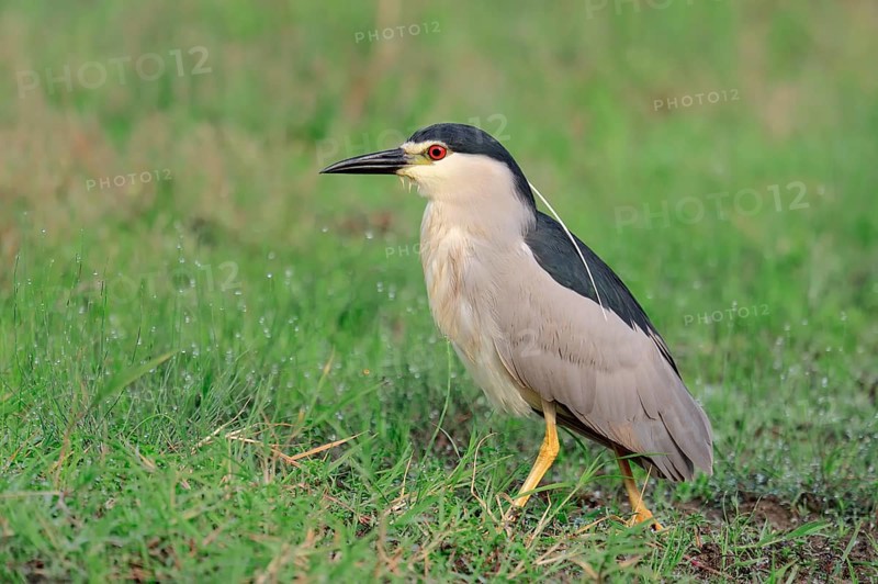 Black-crowned Night Heron (Nycticorax nycticorax)