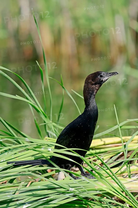 Pygmy Cormorant (Phalacrocorax pygmaeus)
