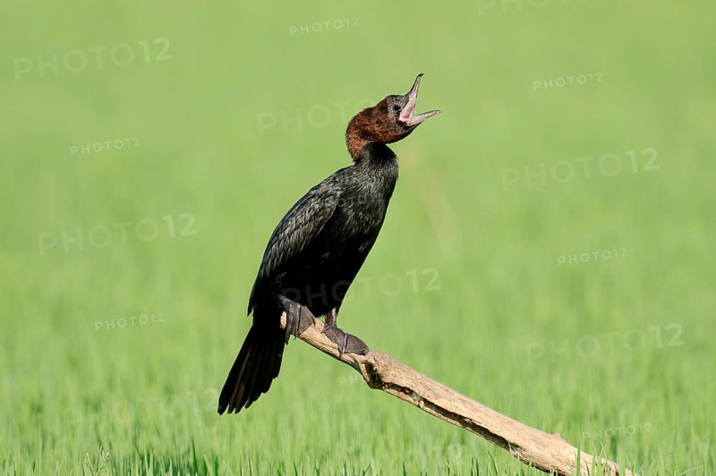 Pygmy Cormorant (Phalacrocorax pygmaeus)