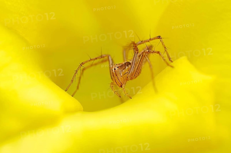 Wolf Spider (Lycosidae sp.) in the flower of a Yellow Oleander (Thevetia peruviana)