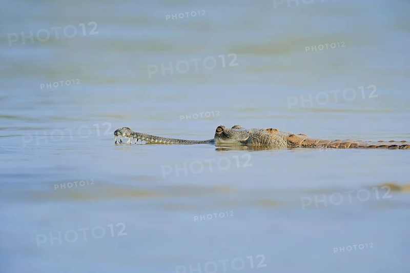Indian Gharial