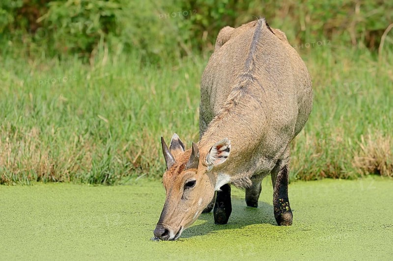 Nilgai or Nilgau antelope (Boselaphus tragocamelus)
