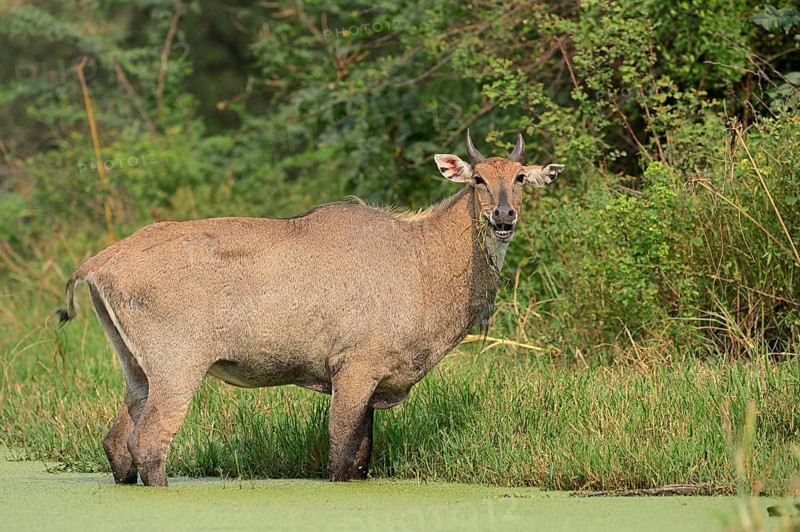 Nilgai or Nilgau antelope (Boselaphus tragocamelus)