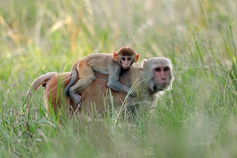 Rhesus Macaque or Rhesus Monkey (Macaca mulatta)