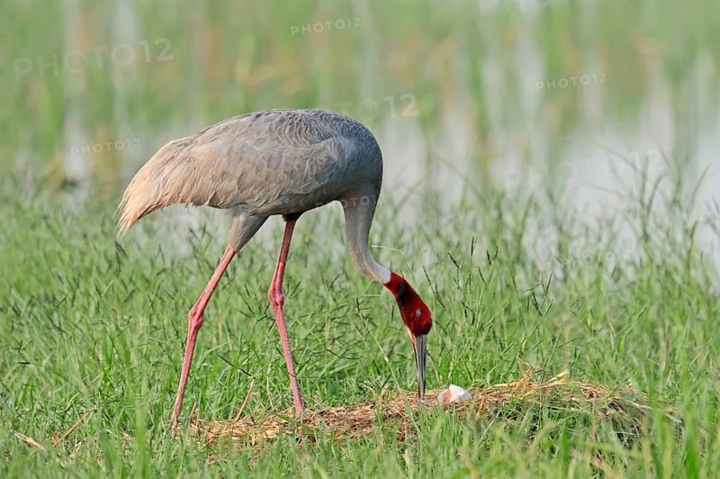 Sarus Crane (Grus antigone) at the nest