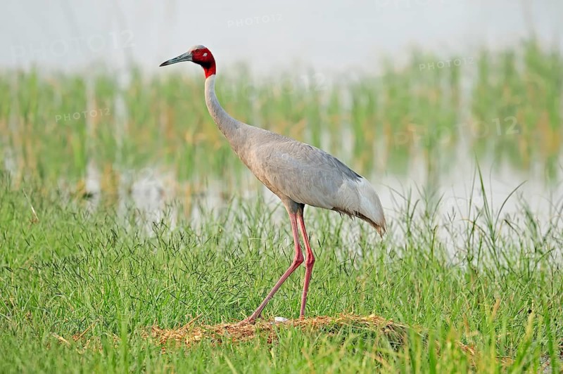 Sarus Crane (Grus antigone) at the nest