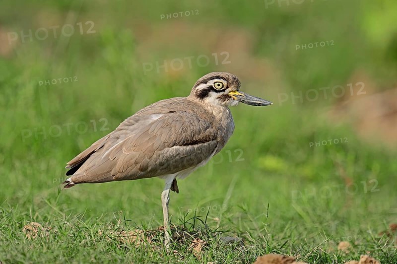 Great Stone-curlew or Great Thick-knee (Esacus recurvirostris