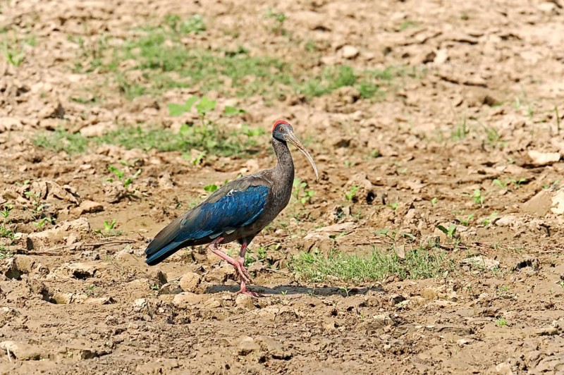 Red-naped Ibis (Pseudibis papillosa)