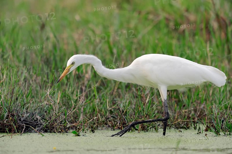 Yellow-billed Egret or Intermediate Egret (Egretta intermedia