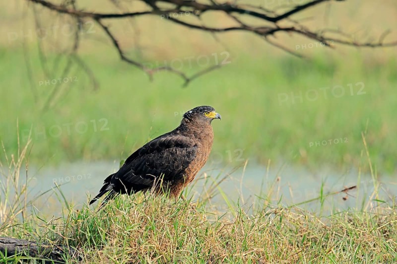 Crested Serpent Eagle (Spilornis cheela)