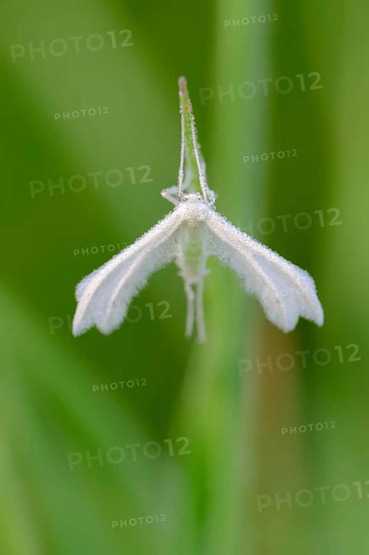 White Plume Moth (Pterophorus pentadactyla)