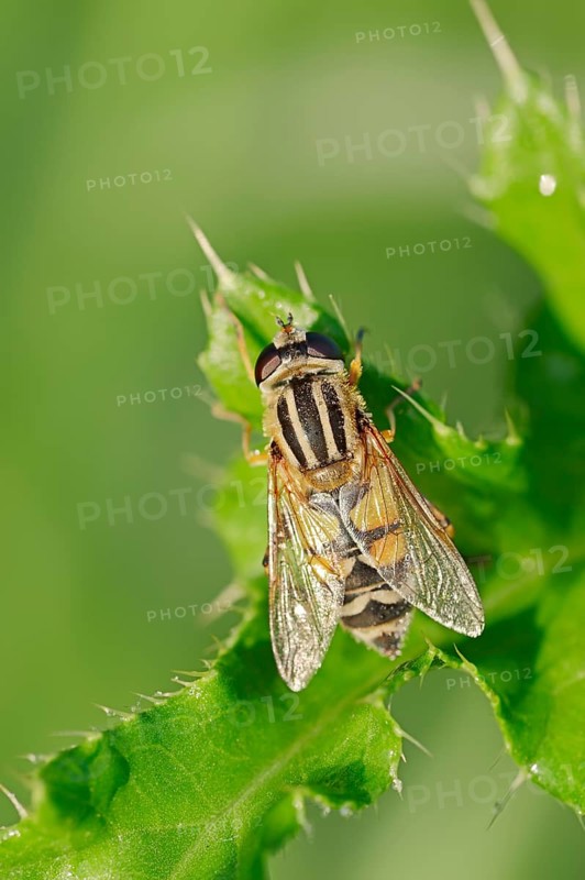 Common Hoverfly (Helophilus pendulus)
