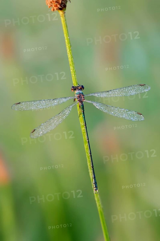 Willow Emerald Damselfly (Lestes viridis)