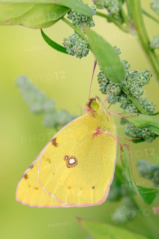 Dark Clouded Yellow (Colias croceus)
