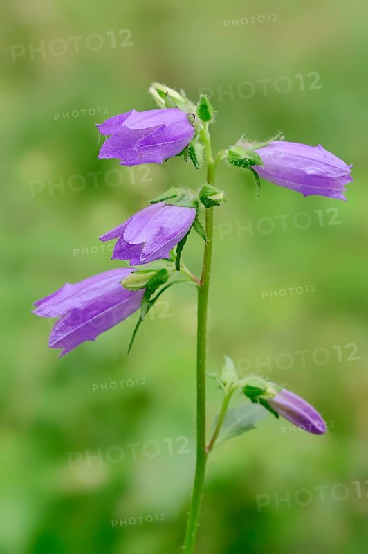 Nettle-leaved Bellflower (Campanula trachelium)