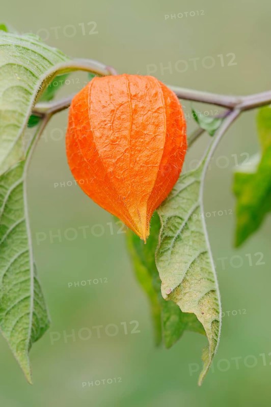 Bladder Cherry or Chinese Lantern (Physalis franchetii
