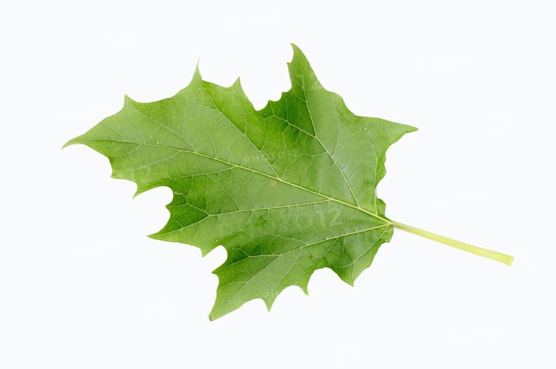 Jimson Weed or Datura (Datura stramonium)