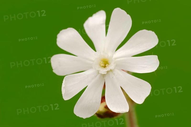 White Campion or Bladder Campion (Silene latifolia