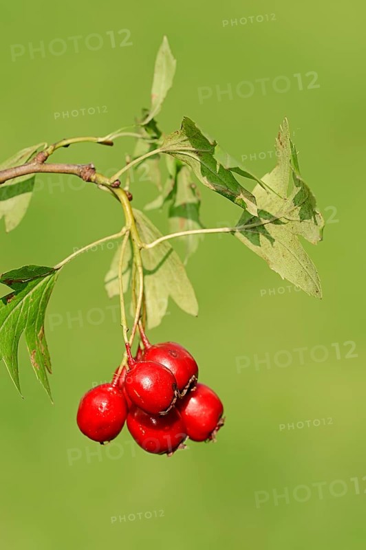 Common Hawthorn or Single-seeded Hawthorn (Crataegus monogyna)