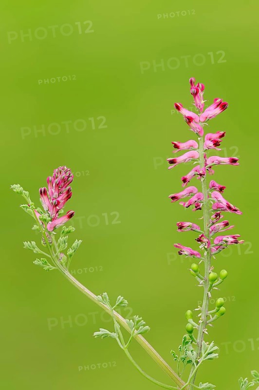 Common Fumitory or Earth Smoke (Fumaria officinalis)