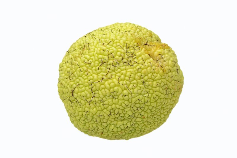 Osage Orange