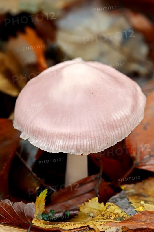 Lilac Bonnet  (Mycena pura)