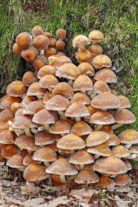 Brick Cap or Brick Tuft Mushroom (Hypholoma sublateritium)