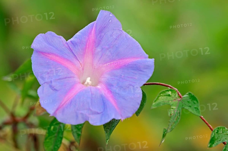 Ivy-Leaved Morning Glory (Ipomoea hederacea)