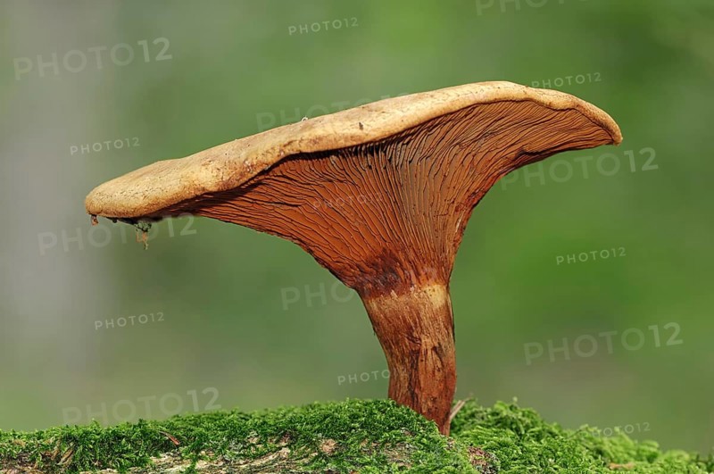 Brown Roll-rim or Poison Pax (Paxillus involutus)