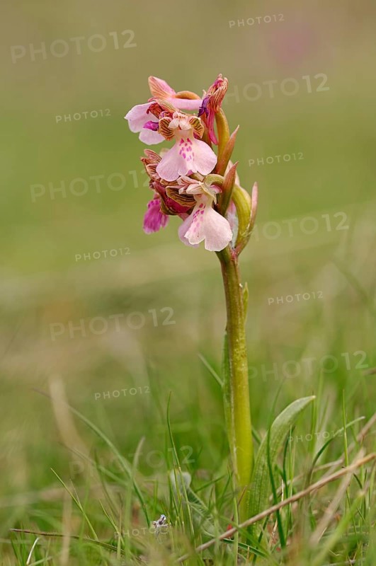 Green-winged Orchid or Green-veined Orchid (Orchis morio