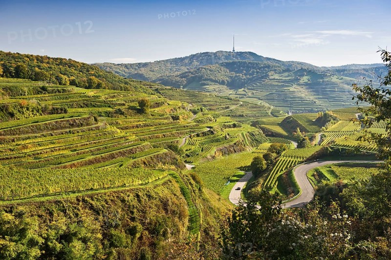 Vineyards near Oberbergen