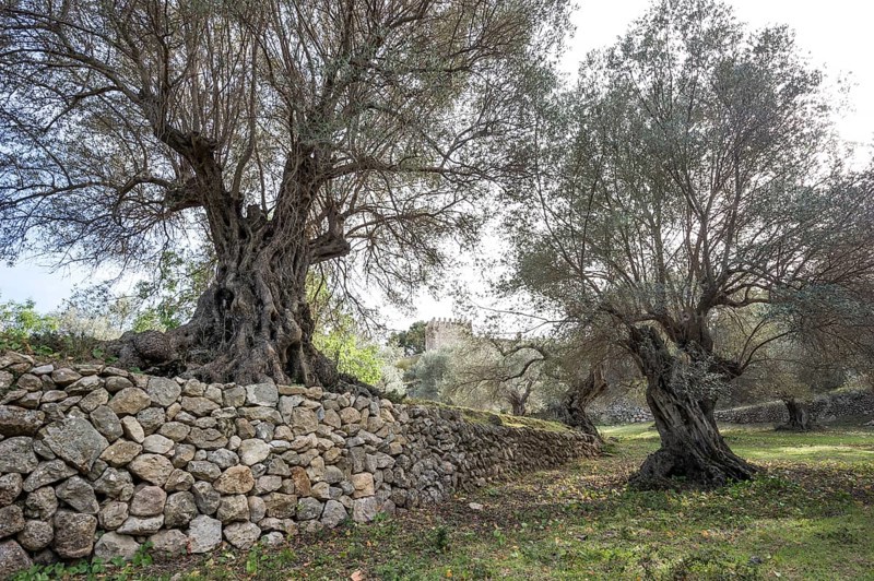 Ancient olive trees (Olea europaea) and stone wall
