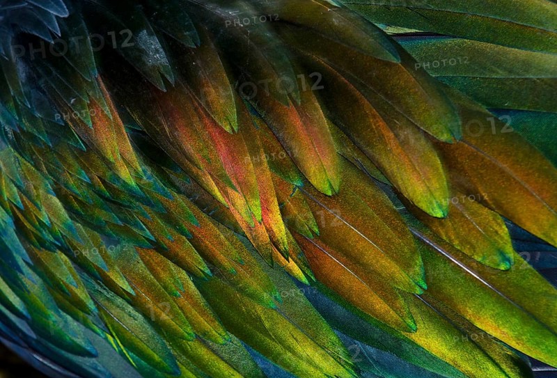Feather detail of a Nicobar Pigeon (Caloenas nicobarica)