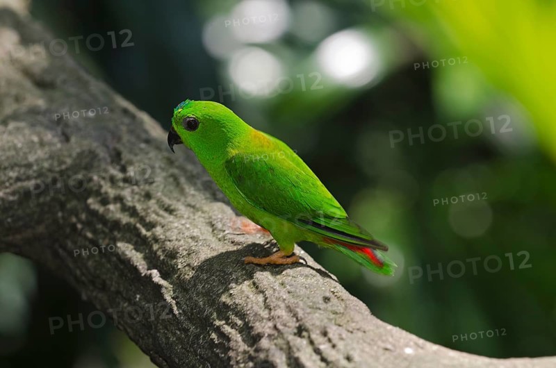 Blue-crowned Hanging Parrot (Loriculus galgulus)