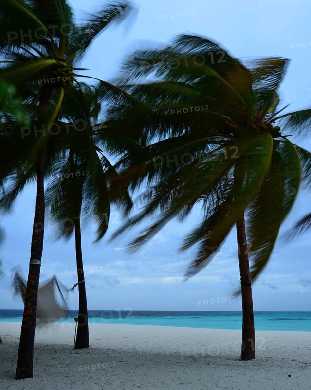 Palm trees and a hammock on the beach during a storm