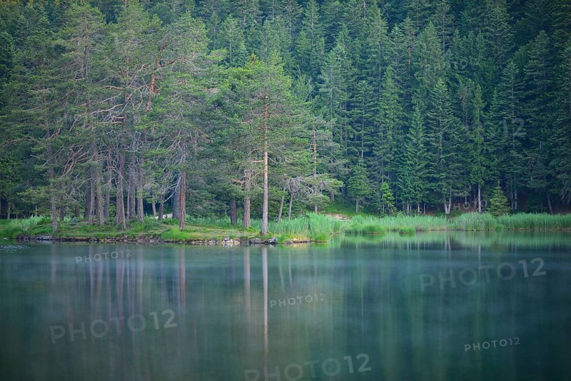 Conifer forest on lake Möserer See