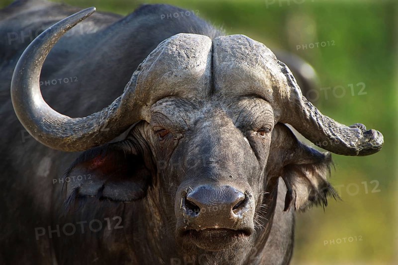 Cape Buffalo (Syncerus caffer)